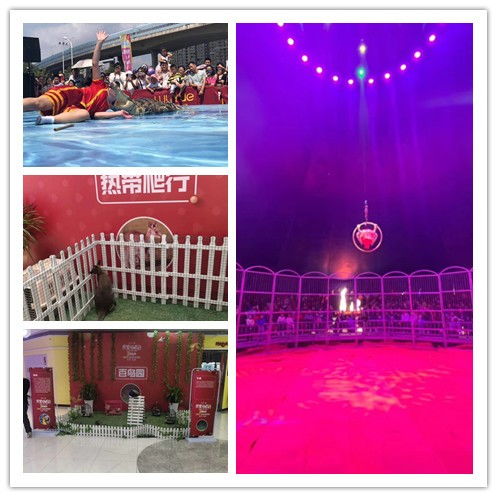 清遠(yuǎn)市萌寵展租賃服務(wù)推薦 鴻飛禮儀慶典專(zhuān)業(yè)解決方案